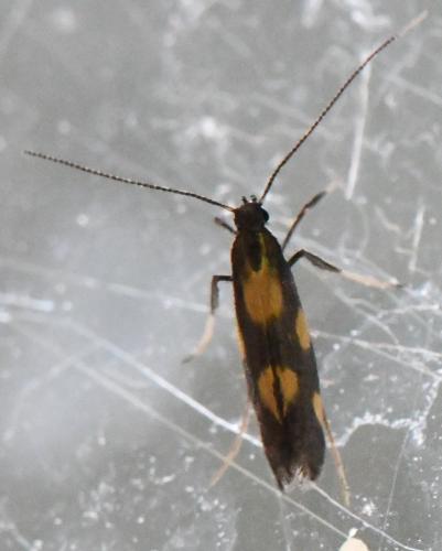 Réf. 328 922 : Euspilapteryx auroguttella